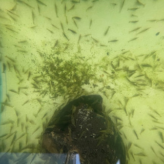 ミナミヌマエビ200匹(＋α)の画像