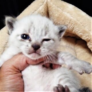 ホワイトタイガーのような「しゃくちゃん」♂の画像