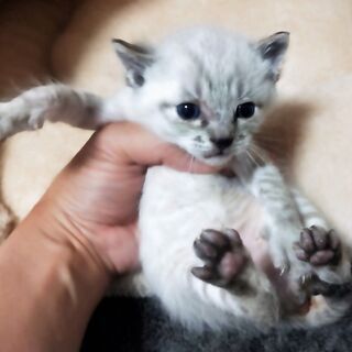 ホワイトタイガーのような「しゃくちゃん」♂ - 猫