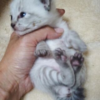 ホワイトタイガーのような「しゃくちゃん」♂ − 福岡県