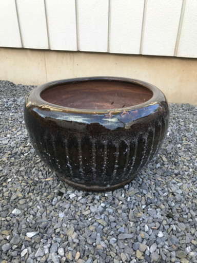 睡蓮鉢売ります。
