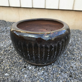 睡蓮鉢売ります。