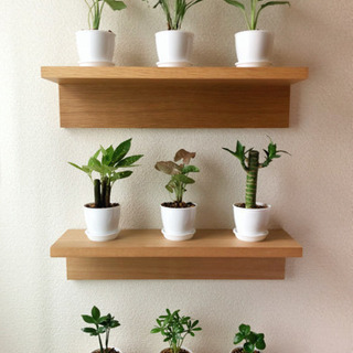 観葉植物　9点セット☆　2号鉢と受け皿付き