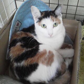 猫達を幸せにする会、里親さん募集中です。