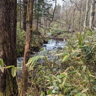 北海道　赤平市山林売ります。湧き水アリ