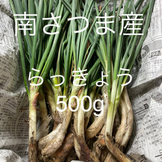 らっきょうの収穫のお手伝い募集の画像