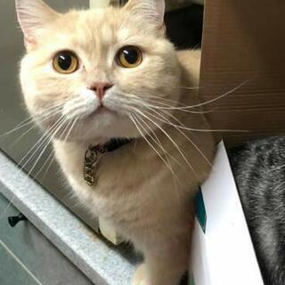 マンチカン クリームタビー オス 6歳 丸顔 おっとりの画像
