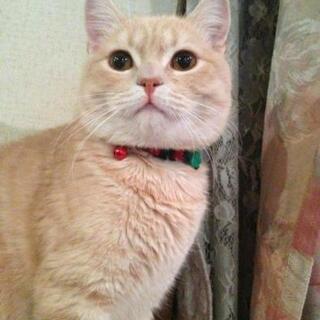 マンチカン クリームタビー オス 6歳 丸顔 おっとり - 猫
