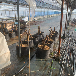 苗の植え替え、スコップを持って力仕事の画像