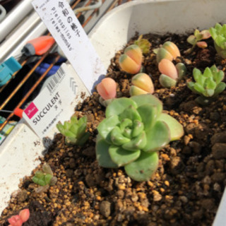 多肉植物始めました！