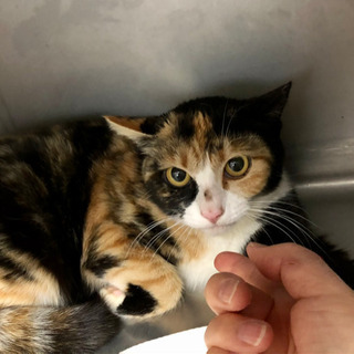 三毛猫さんを家族の一員にしてください。