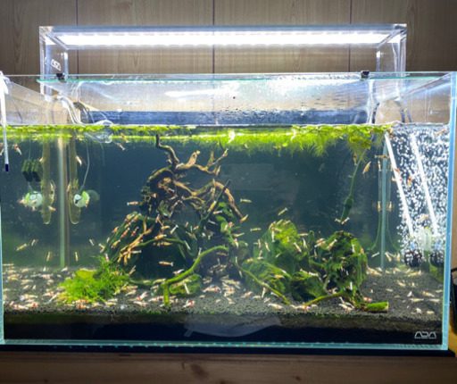 水槽セットとビーシュリンプ