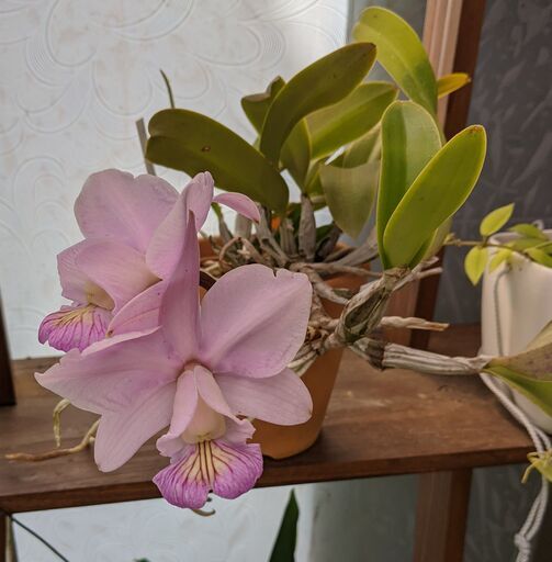 カトレアノビリオールアマリエCattleya nobilior amaliae (田中) 小牧