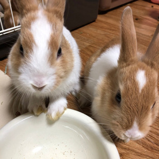 里親募集ミニうさぎ１羽