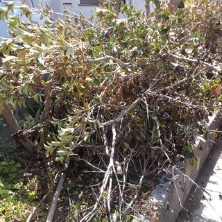 薪用樹木　倉敷市連島町で保管中