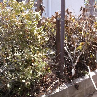 薪用樹木　倉敷市連島町で保管中の画像