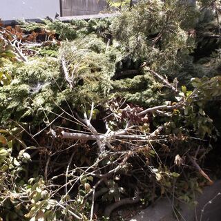 薪用樹木　倉敷市連島町で保管中の画像