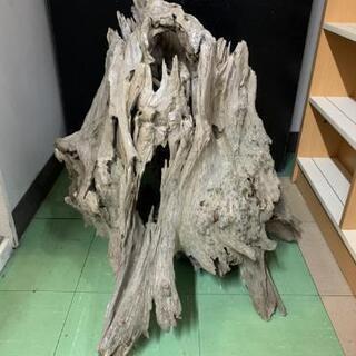 流木パート2