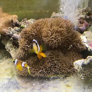 ハタゴイソギンチャク＆クマノミ