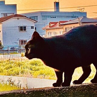 静かな楽しみ
