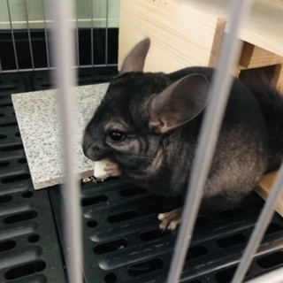 急‼︎チンチラ　探してます。