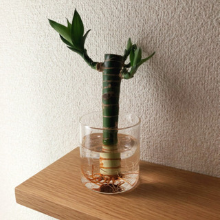 観葉植物　キングバンブー⑦　ガラスプランター付き