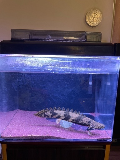 ポリプテルスエンドリケリー