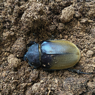 エレファンスゾウカブト　カブトムシの画像
