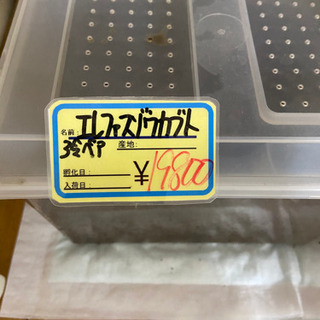 エレファンスゾウカブト　カブトムシの画像