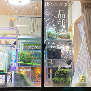メダカ・レイアウト水槽販売　お気軽にご連絡ください