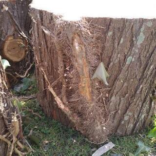 薪、木工、椅子などに！広葉樹センダンの玉切り丸太（特大）アウトレット！４本茨城県潮来市。の画像