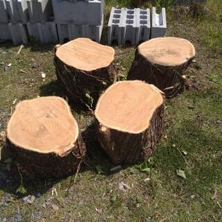 薪、木工、椅子などに！広葉樹センダンの玉切り丸太（特大）アウトレ...