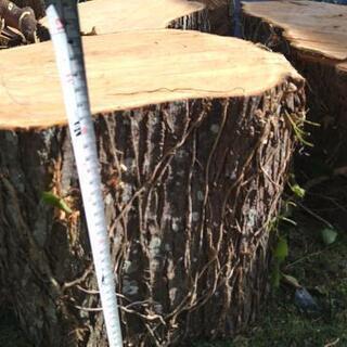 薪、木工、椅子などに！広葉樹センダンの玉切り丸太（特大）アウトレット！４本茨城県潮来市。の画像