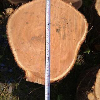 薪、木工、椅子などに！広葉樹センダンの玉切り丸太（特大）アウトレット！４本茨城県潮来市。の画像