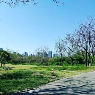毎週日曜日🏃‍♀️淀川ランニング仲間募集🏃‍♀️