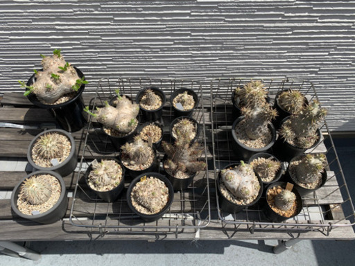 パキポディウム 引き取りのみ