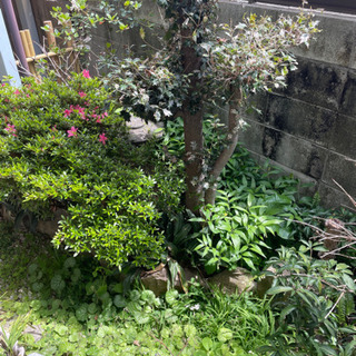 虫ついた植木について
