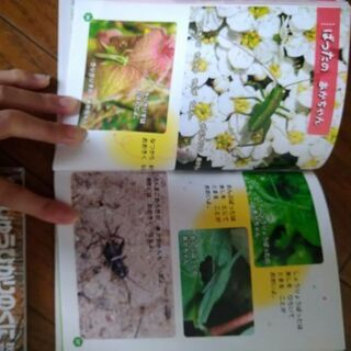 春夏秋冬　4冊　ひかりのくに　の画像
