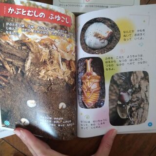 春夏秋冬　4冊　ひかりのくに　の画像