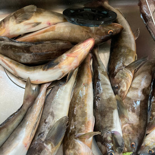 釣りたてホヤホヤ
