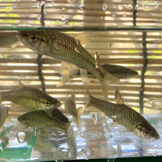 モツゴ（クチボソ）10匹　観賞魚用