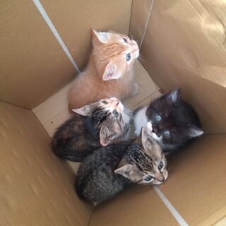 野良猫の母子を保護