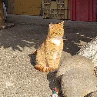 生後7ヵ月の男の子里親募集