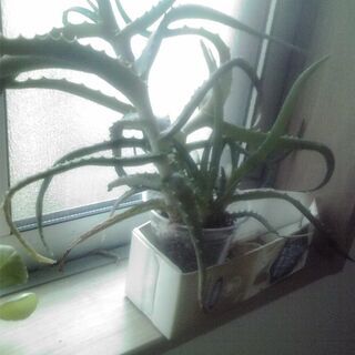 アロエベラ　（植物）