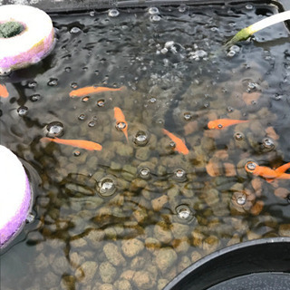 🐟改良メダカ🐟