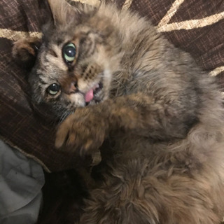 猫好きの猫好きよる猫好きのための