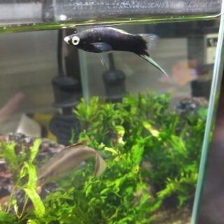 熱帯魚　ソードテール　♂　差し上げます
