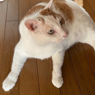 里親募集です。甘えん坊の男の子　