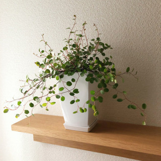 観葉植物　成長したワイヤープランツ　3号鉢と受け皿付き