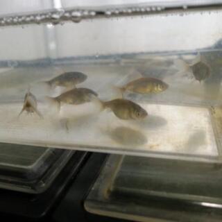 完売しましたm(_ _)m☆巨大化する金魚!!ジャンボオランダ獅...